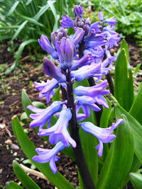 Close-up of purple flowers