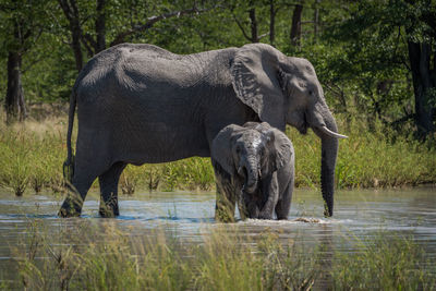 Elephant calf with its mother at waterhole