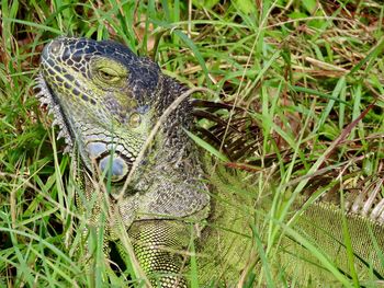 Closeup of a large green iguana