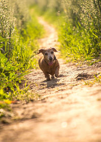 Dog running in a field