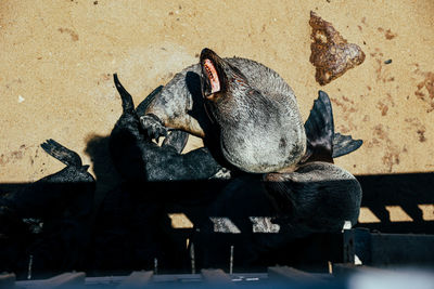Seals at cape cross seal colony sitting in shade under walkway along skeleton coast, namibia.