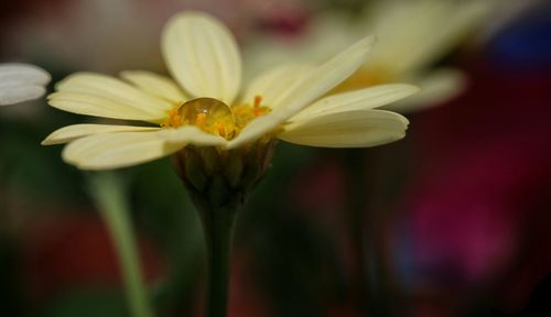 Close-up of daisy flower