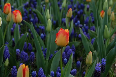 Close-up of purple crocus flowers on field