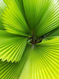 Full frame shot of palm leaves
