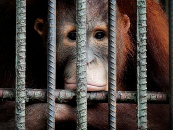 Close-up of monkey in cage at zoo