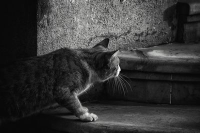 Cat relaxing on bed