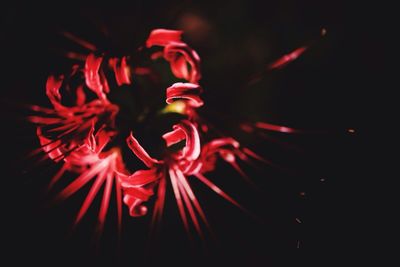 Close-up of red flower over black background