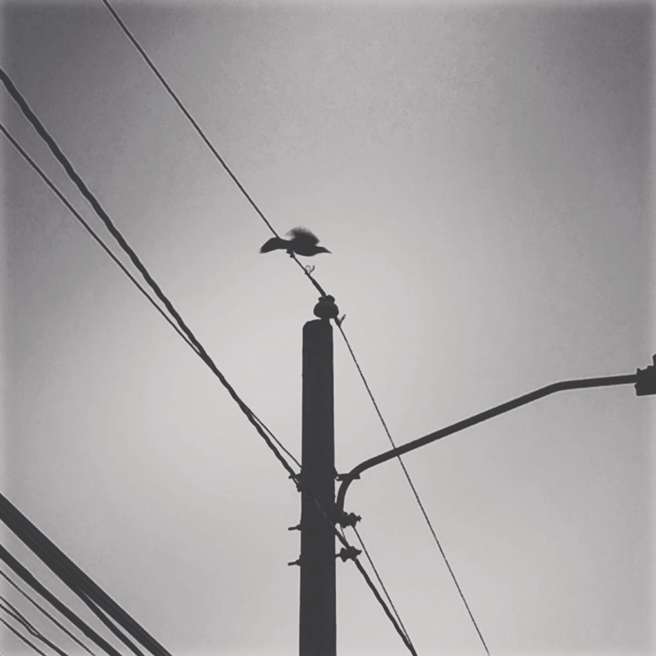 LOW ANGLE VIEW OF BIRD PERCHING ON POWER LINE