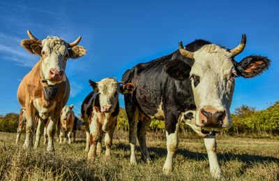 Portrait of cow on field against sky