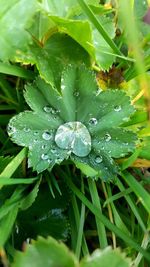 Close-up of wet plant