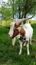 Goat standing on grassy field