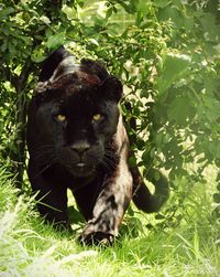 Dog on grassy field