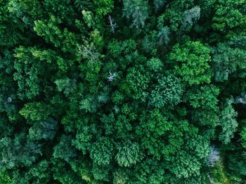 High angle view of trees in forest