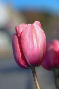 Close-up of pink tulip flower