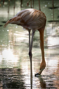 Close-up of bird in lake