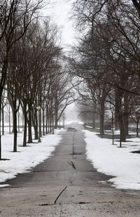 Snow covered footpath amidst bare trees during winter