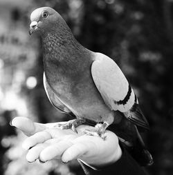 Close-up of hand holding bird