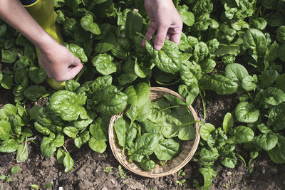 High angle view of hand holding vegetables