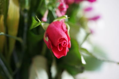 Close-up of pink rose