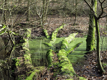 Trees in forest