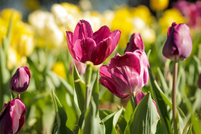 Close-up of pink tulips