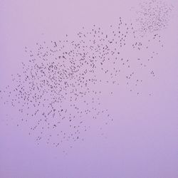 Low angle view of birds flying in sky