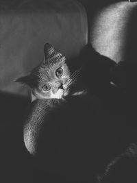 High angle portrait of cat relaxing at home