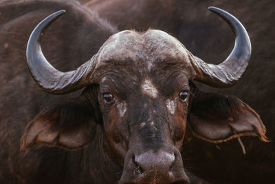 Close-up portrait of water buffalo