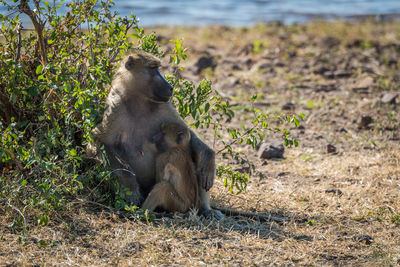 Close-up of chacma baboon with its baby in forest