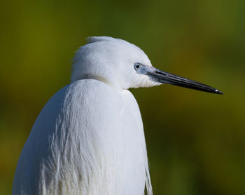 Close-up of a bird looking away