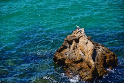 High angle view of bird perching on rock