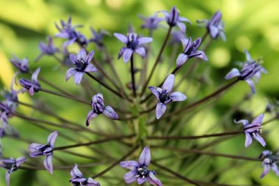 Close-up of purple flowers blooming outdoors