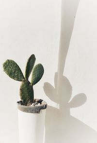 Close-up of potted plant against wall