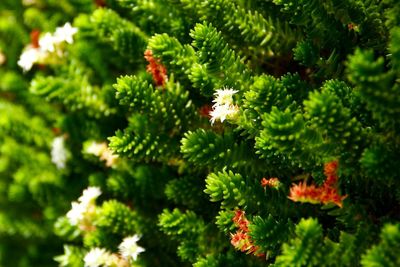 Close-up of plants