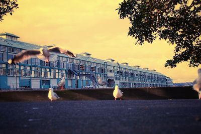 Seagull on a city street