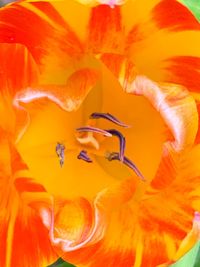 Full frame shot of orange flower