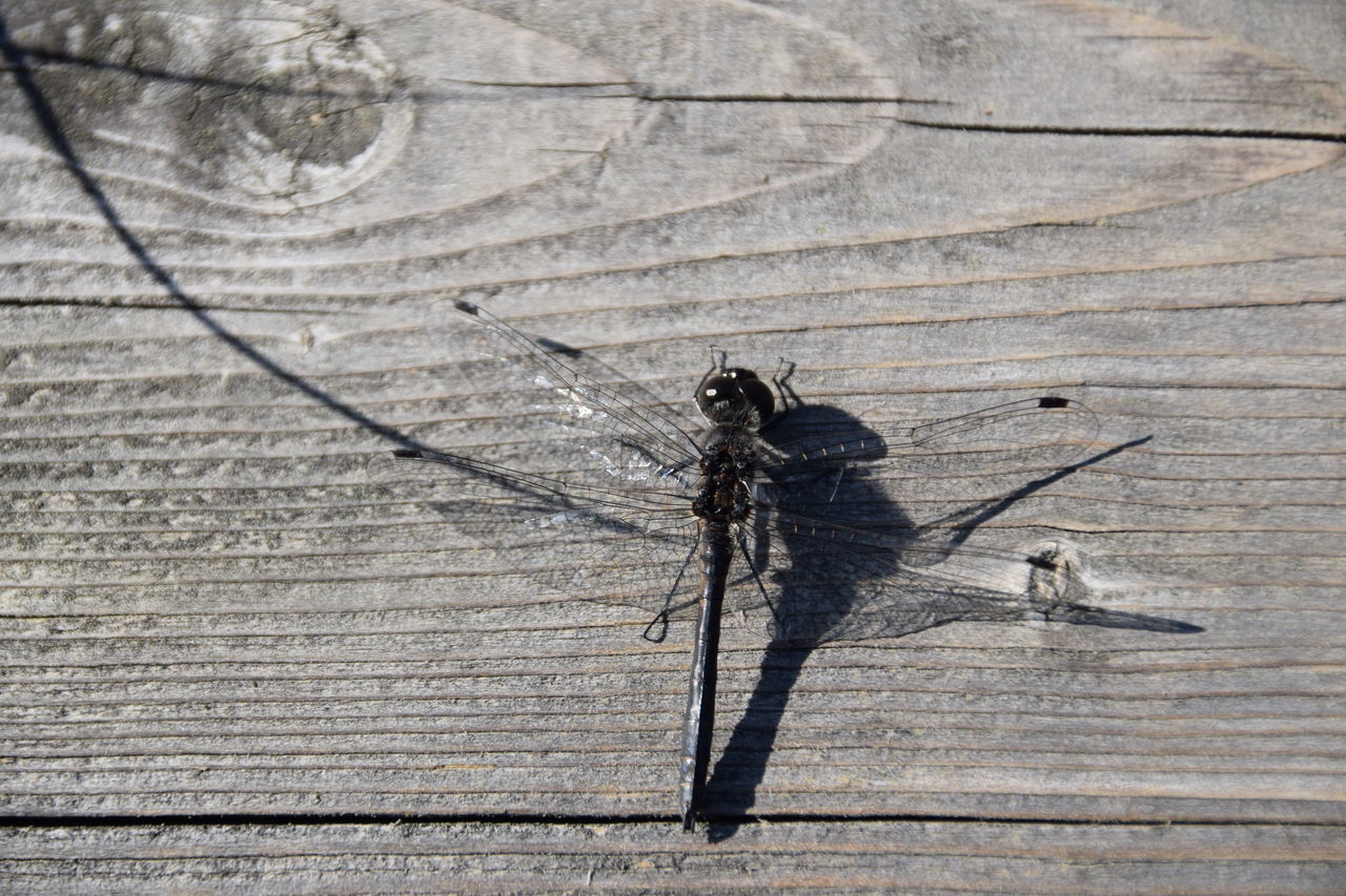 animal themes, one animal, animals in the wild, wood - material, wildlife, wooden, plank, insect, high angle view, wood, wall - building feature, outdoors, day, no people, close-up, nature, textured, sunlight, shadow, full length