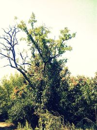 Low angle view of trees against clear sky