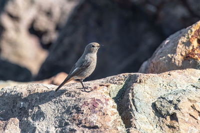 Close-up of bird perching on rock