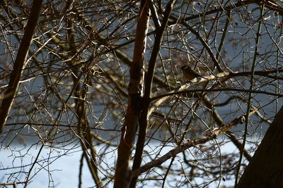 Low angle view of tree against sky