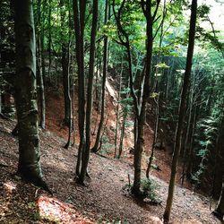 Full frame shot of trees in forest