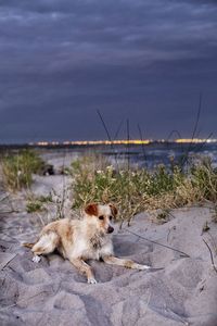 View of dog on beach