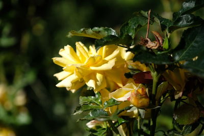 Close-up of yellow flowering plant