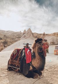 View of a horse cart on desert