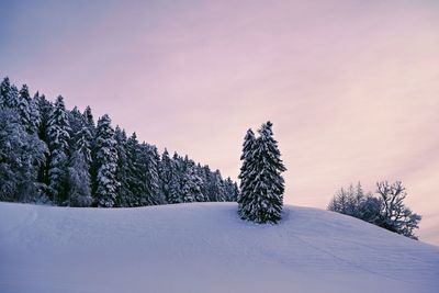 Pine trees on snow covered field against sky during sunset