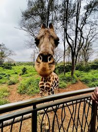 Close-up of giraffe