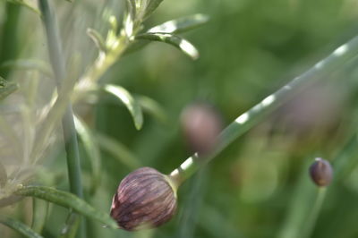 Close-up of a plant