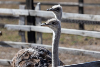 Each ostrich's visage is a study in unique character soulful eyes that seem to reflect around them.