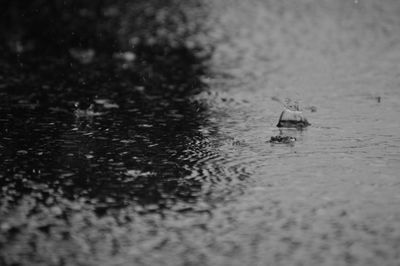 Close-up of duck swimming in lake