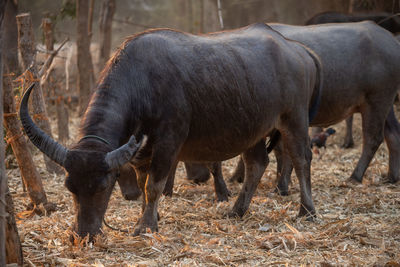 Horses grazing in a field